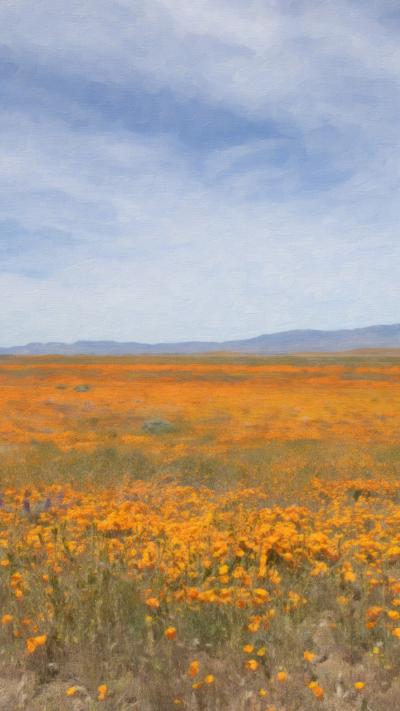 Poppy Fields
