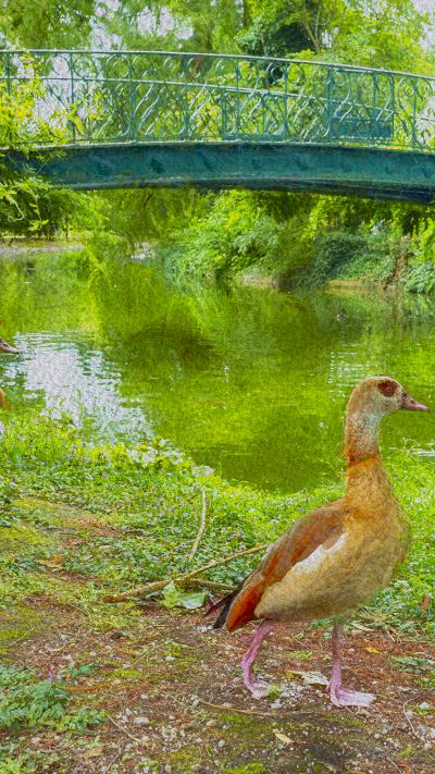 Grazing Ducks 